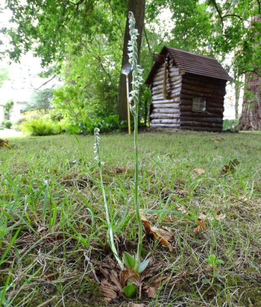 Spiranthe d'automne (Spiranthes spiralis) © Jean-Luc Allard